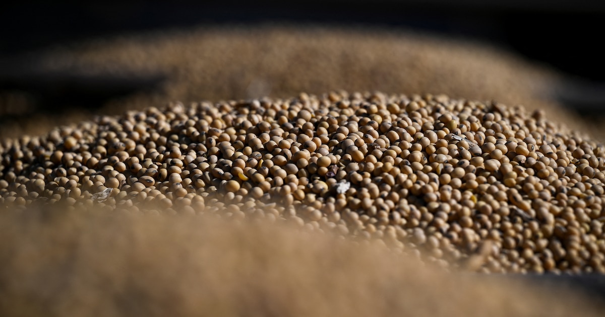 Europe’s Rejection of the Soy Rule Protects a Strategic Argentine Export Lifeline